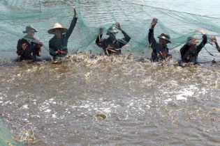 Mỹ duy trì thuế chống bán phá giá đối với tôm nhập khẩu từ Việt Nam