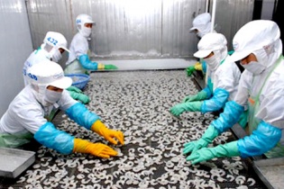 Xuất khẩu tôm sang Australia sẽ “dễ thở” hơn