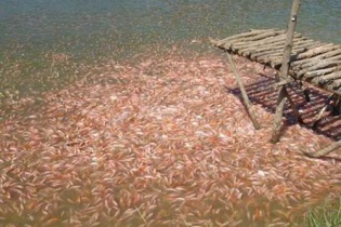 Châu Âu cảnh báo 2 lô hàng cá hồng xuất khẩu Việt Nam nghi nhiễm Ciguatera