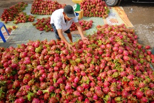 Doanh nghiệp dồn sức cho xuất khẩu rau quả