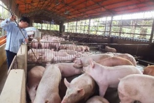 Cục Chăn nuôi: Vẫn còn tồn 200.000 tấn thịt lợn hơi