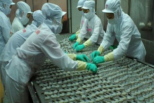 Australia nới lỏng lệnh tạm dừng nhập khẩu tôm, cơ hội cho tôm Việt Nam