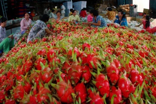 Thu về hàng trăm triệu USD từ xuất khẩu thanh long sang Trung Quốc
