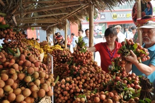 Bắc Giang thu về hơn 90 triệu USD từ xuất khẩu vải thiều niên vụ 2017