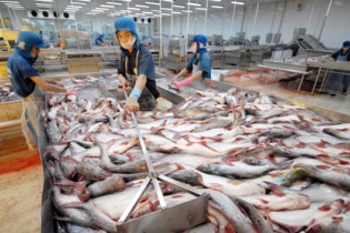 Lo xuất khẩu cá tra sang Hoa Kỳ giảm vì thuế cao