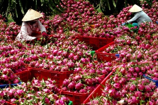 Gỡ vướng cho trái cây, sản phẩm sữa xuất khẩu sang thị trường Trung Quốc