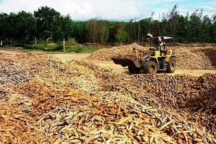 Xuất khẩu sắn và sản phẩm từ sắn được lợi nhờ giá tăng