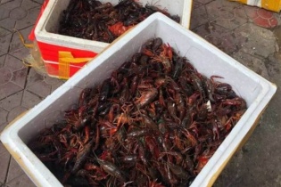 Không được phép kinh doanh tôm hùm càng đỏ tại Việt Nam