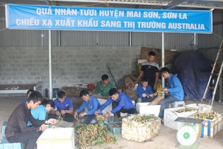 1,2 tấn nhãn tươi chuẩn bị lên đường sang thị trường Úc