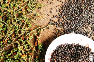 Giá giảm mạnh, xuất khẩu hồ tiêu 8 tháng mới mang về 571 triệu USD