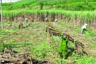 Việt Nam chính thức bỏ hạn ngạch thuế quan nhập khẩu mía đường 