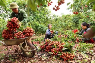 9 tấn vải tươi Việt Nam cập cảng Australia vào ngày 12/6