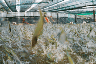 Hỗ trợ doanh nghiệp nông thủy sản thực thi hiệu quả Hiệp định EVFTA