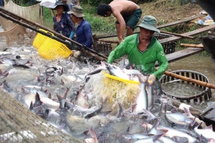 Cá tra Việt Nam chiếm ưu thế tại thị trường Trung Quốc