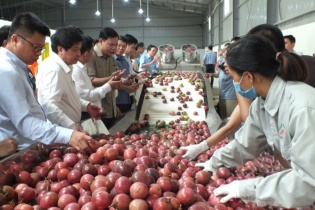 Rau quả xuất sang Trung Quốc giảm nhưng cải thiện ở thị trường khó tính