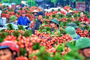 190 thương nhân Trung Quốc được vào Việt Nam thu mua vải thiều