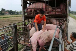 Quy định mới với doanh nghiệp xuất khẩu lợn, sản phẩm từ thịt lợn sang Campuchia