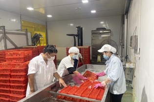 20 tấn vải thiều Bắc Giang sang Nhật bằng đường hàng không