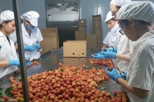 Ưu tiên luồng xanh cho vải thiều xuất khẩu sang Trung quốc