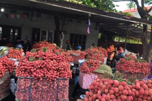 Bố trí làm thêm giờ để cấp C/O cho nông sản xuất khẩu