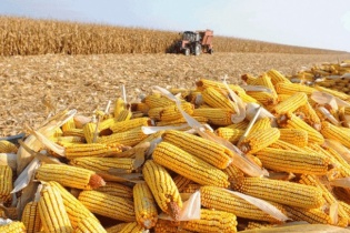 Giá ngô tăng mạnh, chi nhập khẩu ngô 5 tháng vọt lên 1,14 tỷ USD