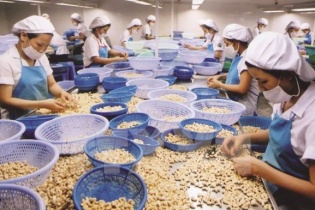 Mỹ đề xuất ưu tiên vaccine cho lao động ngành điều Việt Nam để duy trì chuỗi cung ứng