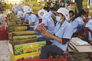 Chuyên gia tư vấn cho nông sản Việt chinh phục thị trường Anh 