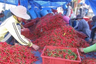 5 doanh nghiệp được phép xuất khẩu ớt tươi sang Trung Quốc