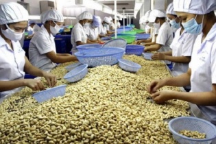 Hỗ trợ doanh nghiệp trong vụ xuất khẩu hạt điều sang Italia