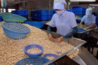 Vụ 100 container hạt điều xuất khẩu sang Italia: 8 container được xuất sang Hà Lan