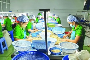 100 container hạt điều đã trở về sở hữu của các doanh nghiệp Việt