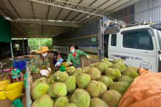Chưa dễ đẩy mạnh xuất khẩu sầu riêng, chanh leo sang Trung Quốc