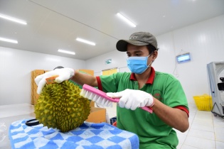 Việt Nam xuất khẩu lô sầu riêng chính ngạch đầu tiên sang Trung Quốc