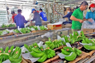 Chuối tươi Việt Nam rộng đường xuất khẩu sang Trung Quốc