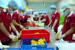 Việt Nam xuất khẩu lô nhãn tươi đầu tiên sang Nhật Bản