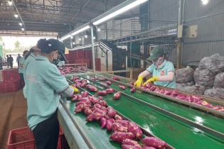 70 vùng trồng khoai lang của Việt Nam đủ điều kiện xuất sang Trung Quốc