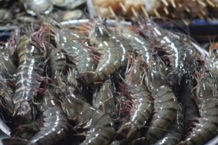 Thực thi CPTPP, Australia là thị trường xuất khẩu lớn thứ 6 của thủy sản