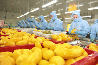 Doanh nghiệp Việt thu gần 230 triệu USD từ bán rau quả sang EU