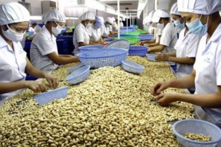 Một doanh nghiệp Việt suýt bị lừa xuất khẩu 5 container điều sang Algeria