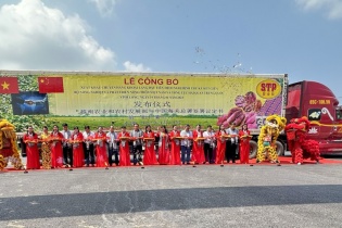 Vĩnh Long xuất khẩu lô khoai lang chính ngạch đầu tiên sang Trung Quốc