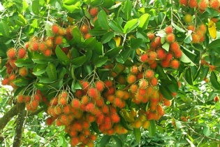 Chiếu xạ Toàn Phát chính thức chiếu xạ trái cây tươi sang New Zealand