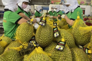 Xuất khẩu sầu riêng 5 tháng tăng trưởng 18 lần, vượt năm 2022 gần 100 triệu USD
