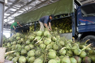 Hải quan Trung Quốc sắp kiểm tra vùng trồng, cơ sở đóng gói dừa tươi Việt Nam