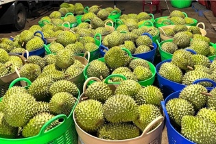 Một số lô hàng sầu riêng, chuối, mít... xuất khẩu vi phạm kiểm dịch