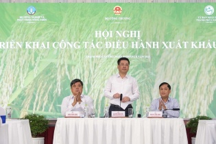 Giá gạo 5% tấm xuất khẩu của Việt Nam cao nhất trong 11 năm qua