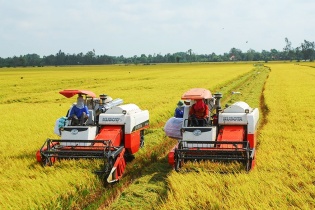 Phát triển ngành gạo theo hướng tăng chất lượng và giá trị