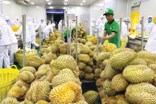 Doanh thu xuất khẩu gạo và rau quả đạt 7,86 tỷ USD