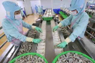 Tôm Việt Nam xuất khẩu sang Hoa Kỳ vào thế khó