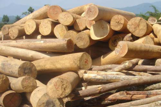 Tạm ngừng tạm nhập, tái xuất gỗ tròn, gỗ xẻ từ rừng tự nhiên