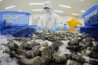 Xuất khẩu tôm sang Trung Quốc, Nhật Bản sẽ thuận lợi trong năm 2024